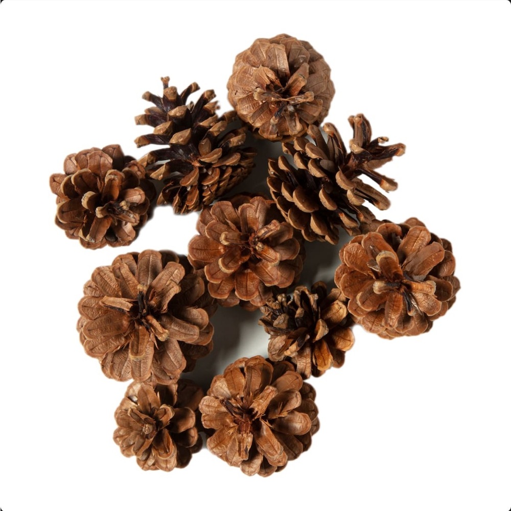 Pinecones Bag by Ashland Cinnamon Scented 3 Dry Quarts 10 pcs 2”-3” Each